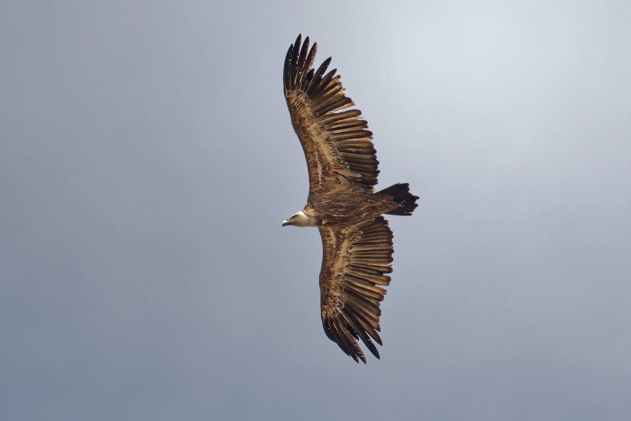 Gänsegeier, Griffon Vulture