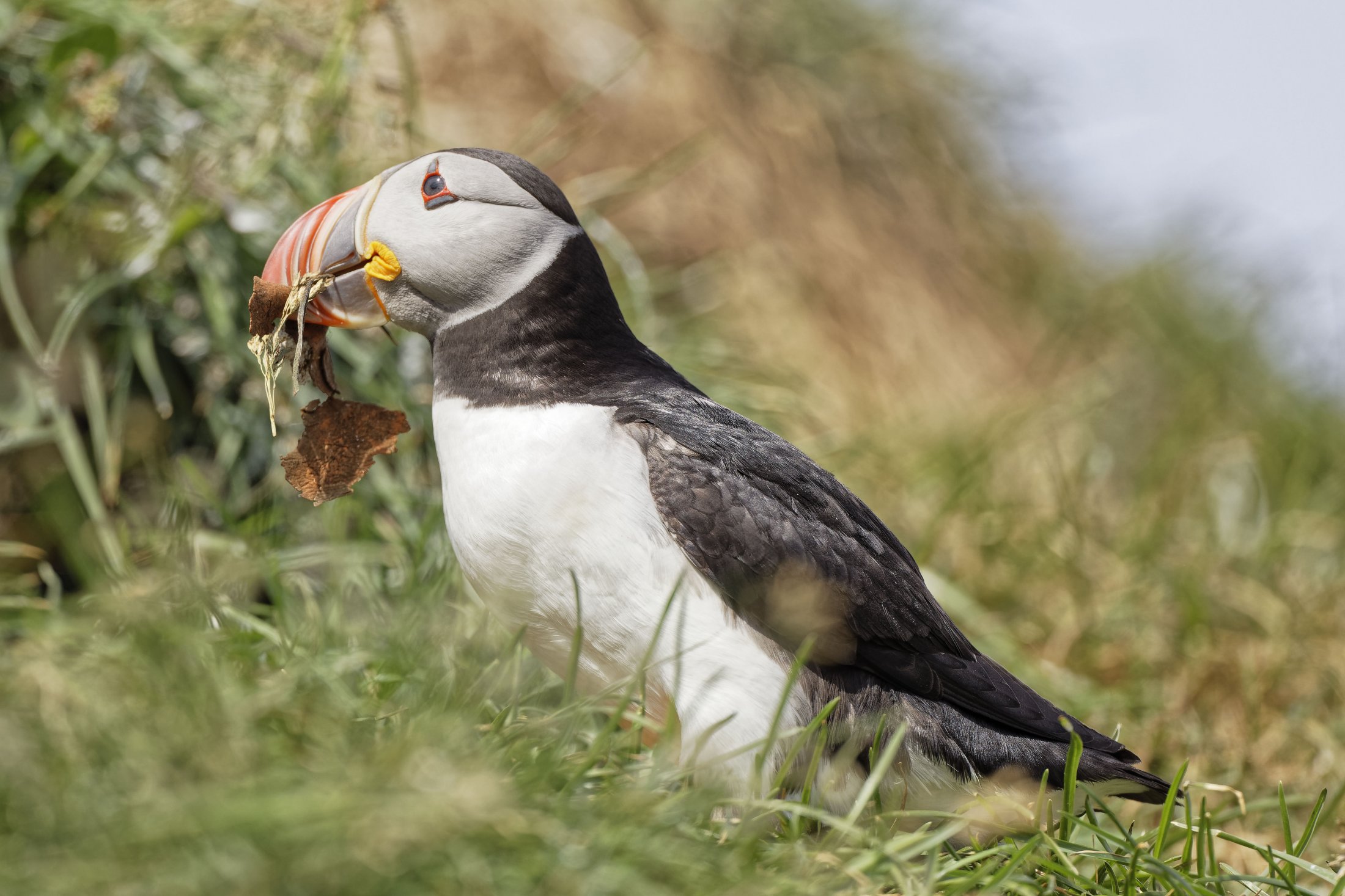 Puffin