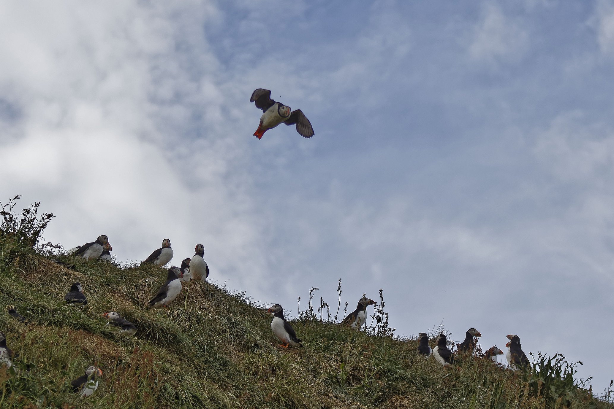 Höfn, Borgarfirði (eystri), Iceland.