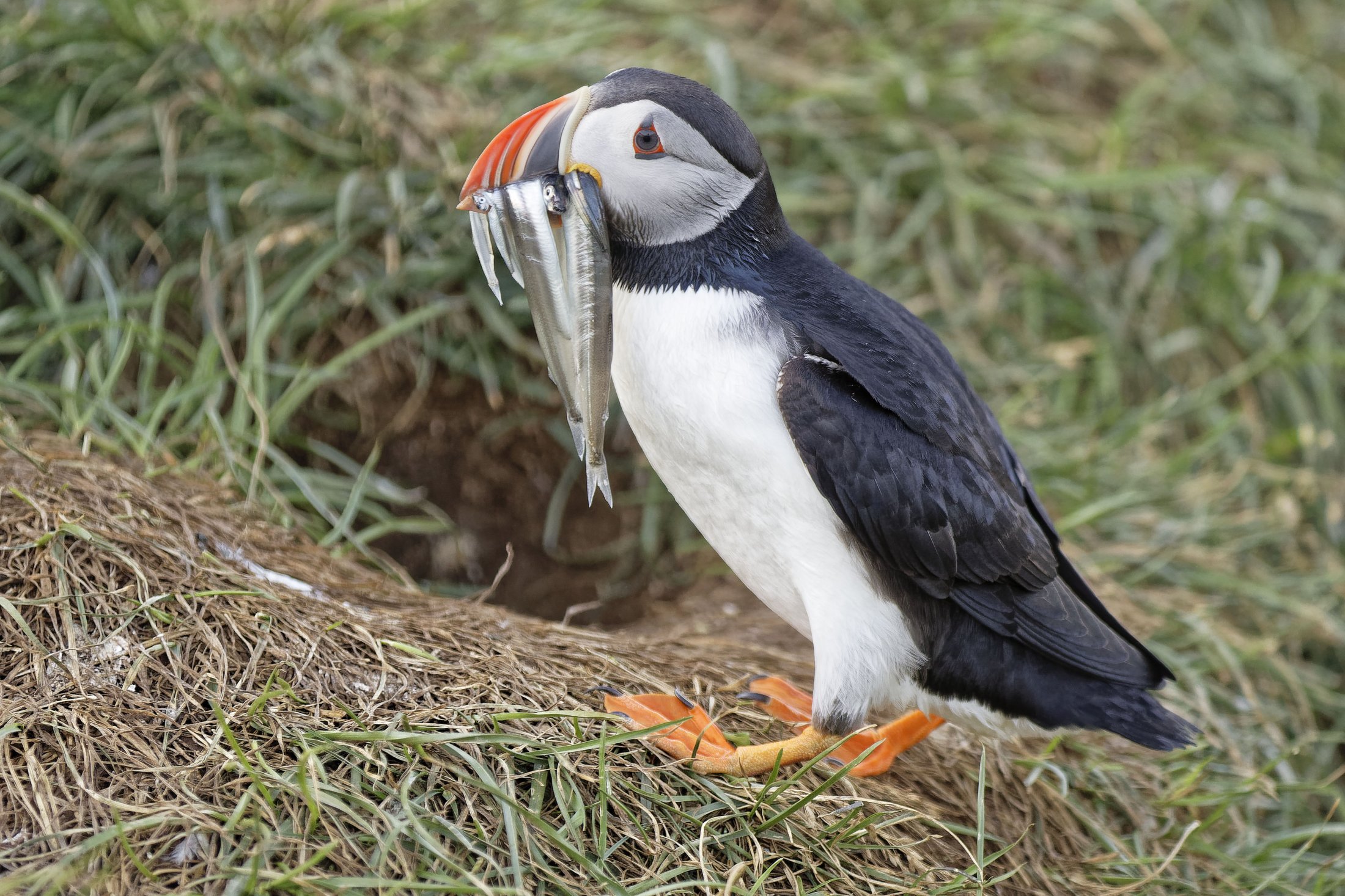 Puffin