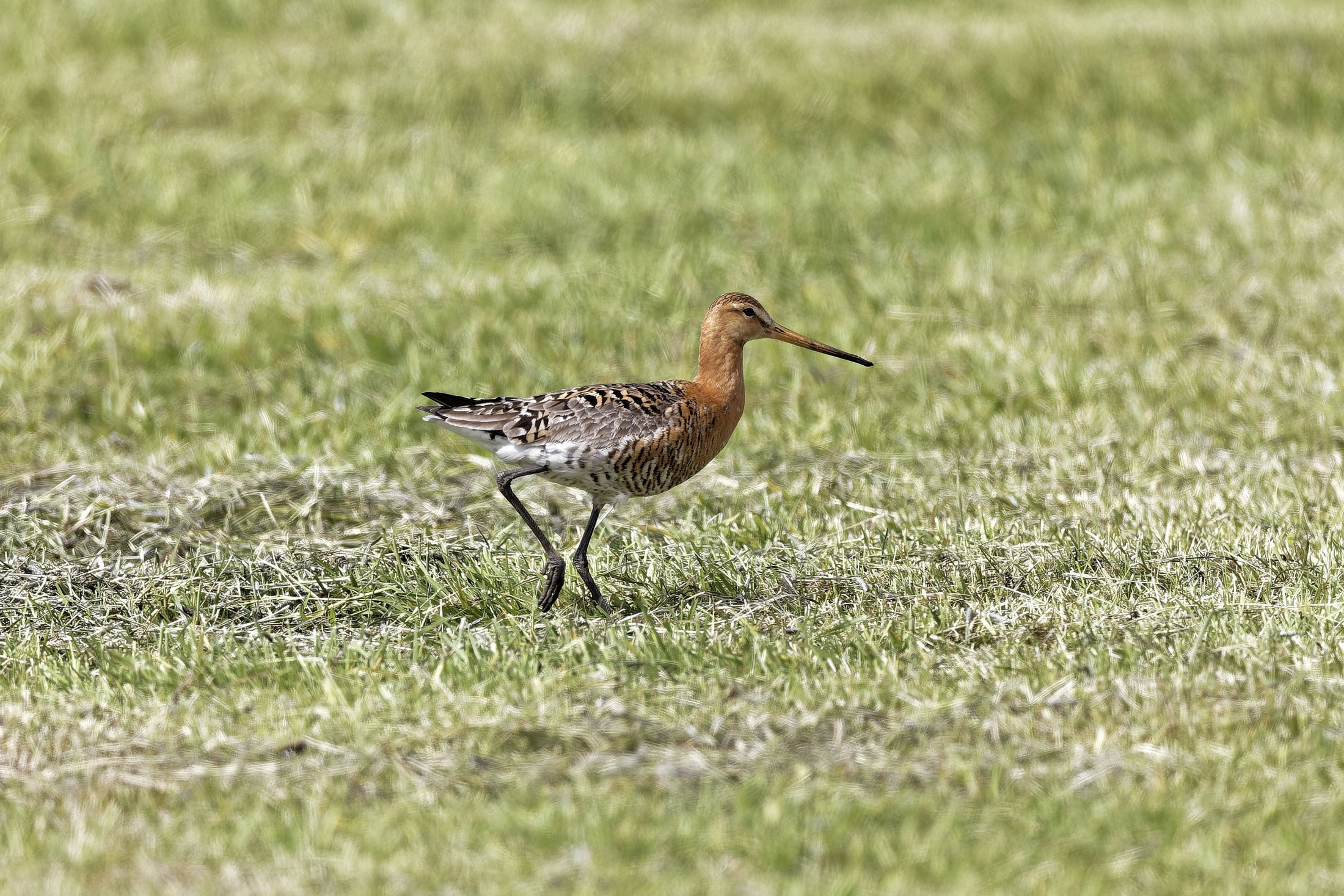 Uferschnepfe islandica