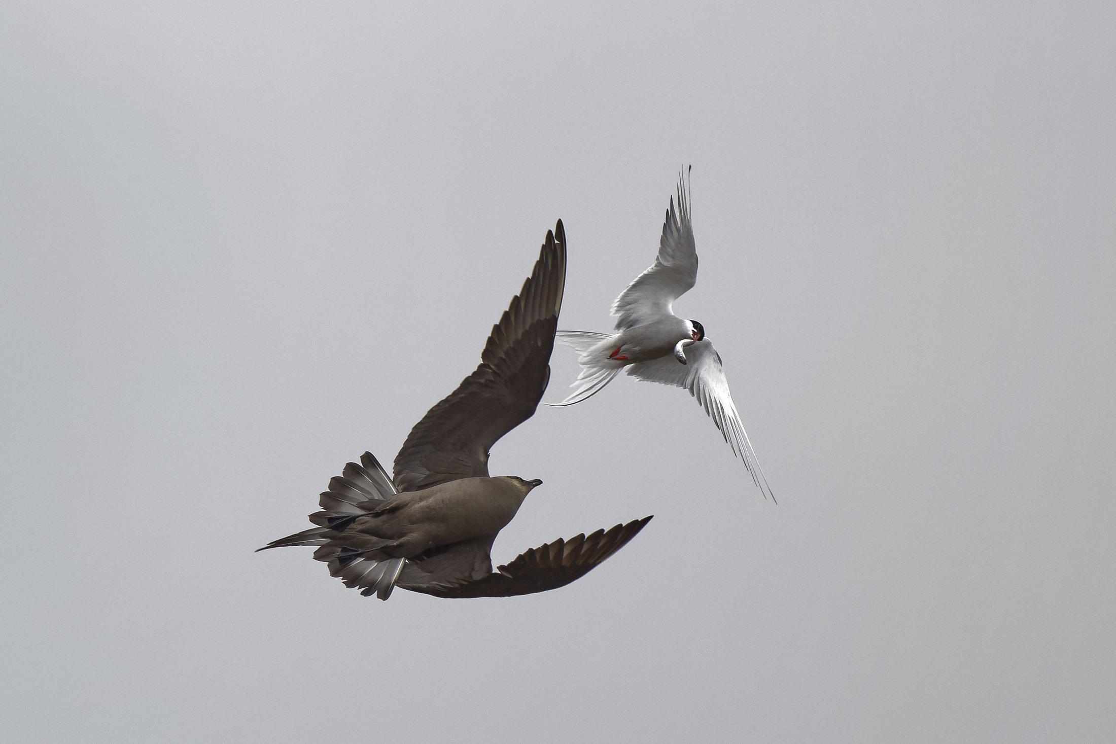 Schmarotzerraubmöwe und Küstenseeschwalbe