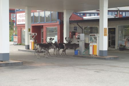 Hammerfest