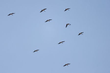 Schwarzstorch, Black Stork