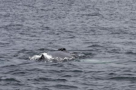 Iceland, Húsavík, Iceland.