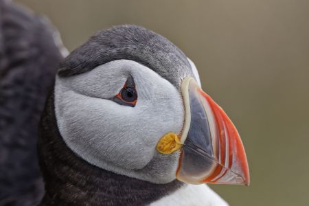 Puffin