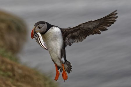 Puffin
