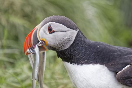 Puffin