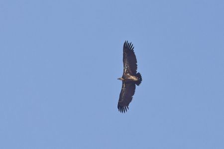 Sperbergeier, Rüppell's Vulture