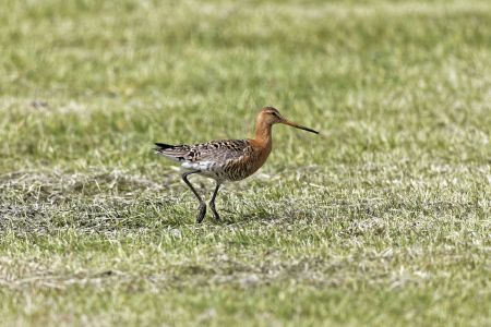 Uferschnepfe islandica