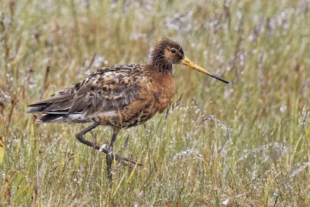 Uferschnepfe islandica