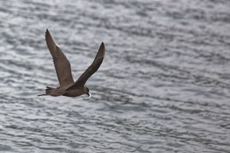 Schmarotzerraubmöwe