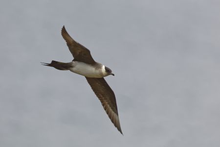 Schmarotzerraubmöwe