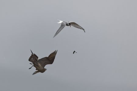 Schmarotzerraubmöwe und Küstenseeschwalbe