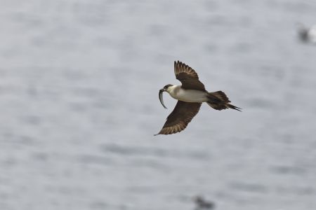 Schmarotzerraubmöwe